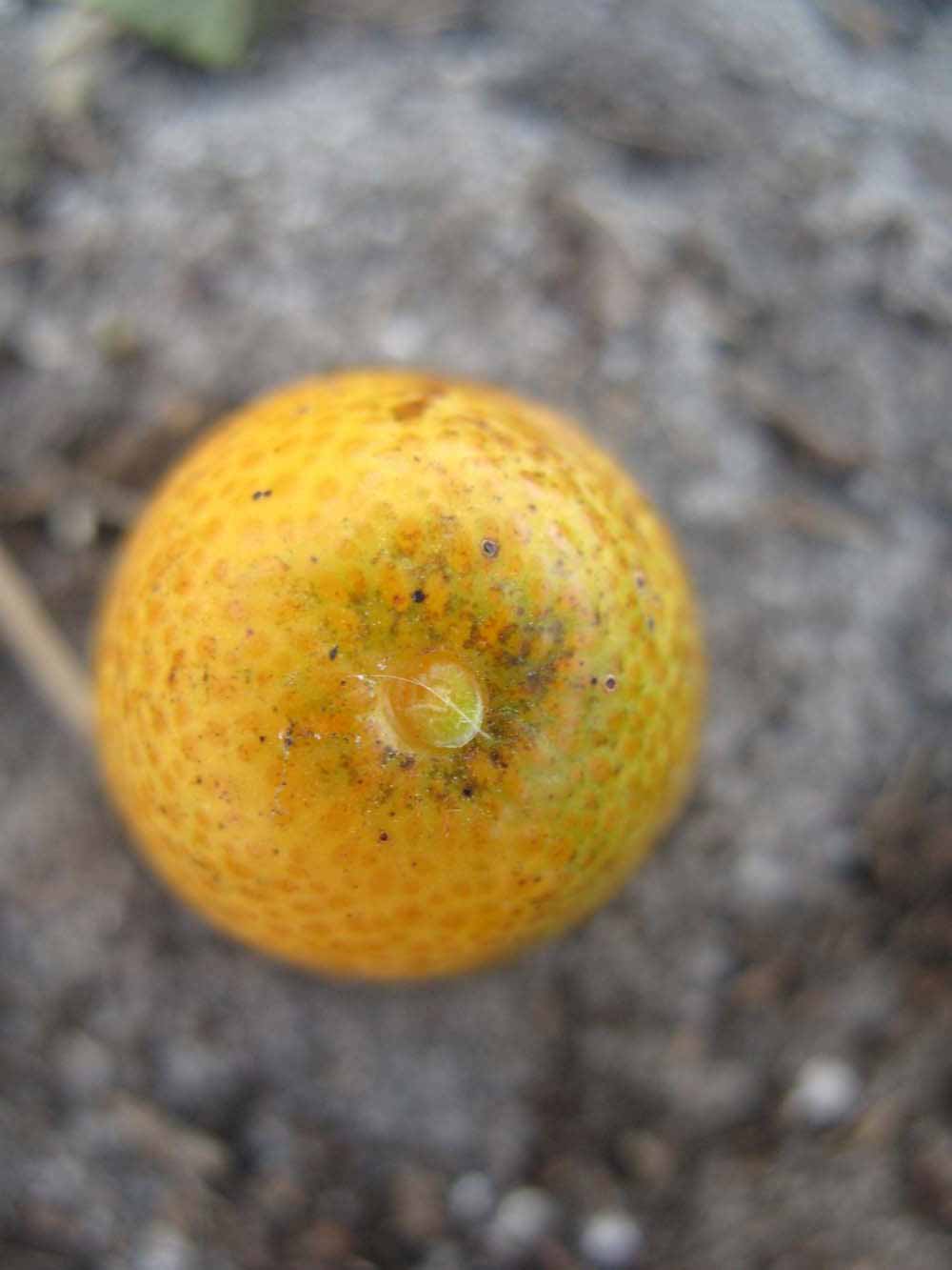              Fruit (Winter Haven, FL)       